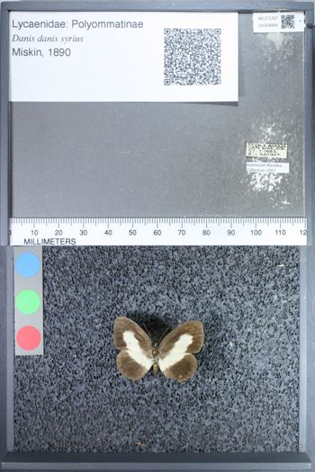 Media type: image;   Entomology 69968